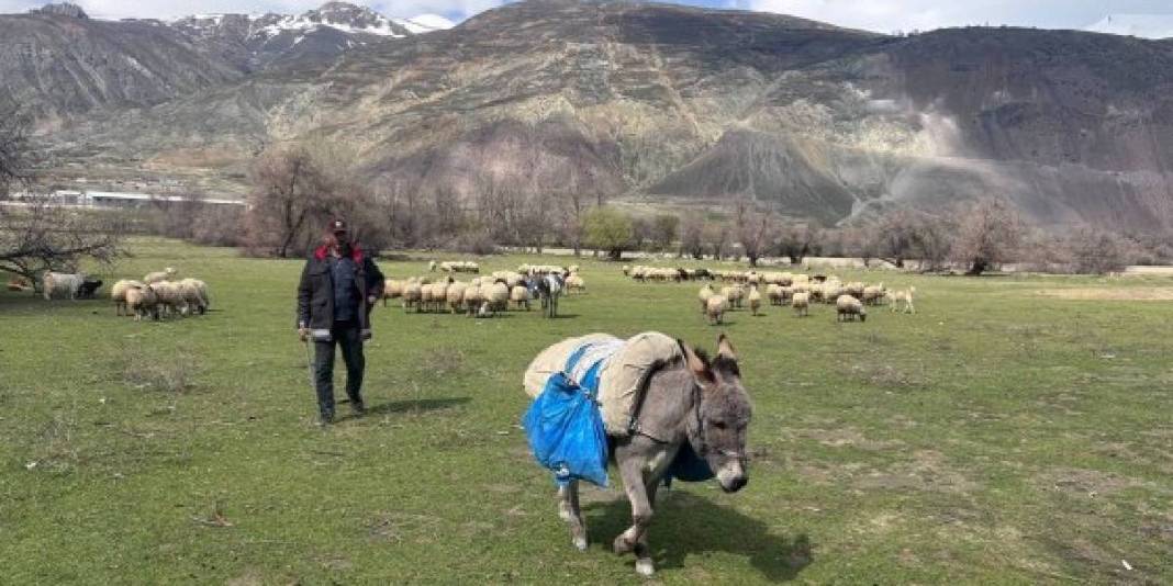 Meraya inmeleri ceplere yaradı! Hayvancılar günlük 5-6 bin TL tasarruf ediyor 3